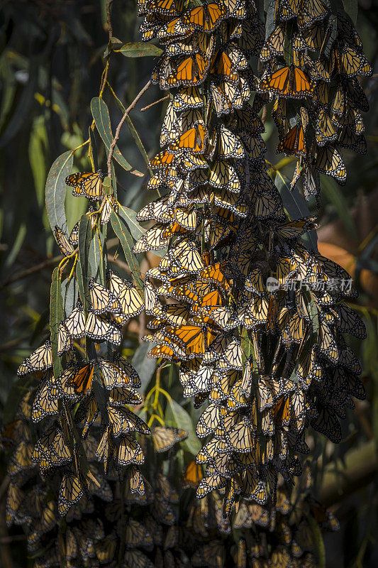 每年冬天，成千上万的帝王蝶(Danaus plexippus)都会聚集在皮斯莫海滩的小树林里。